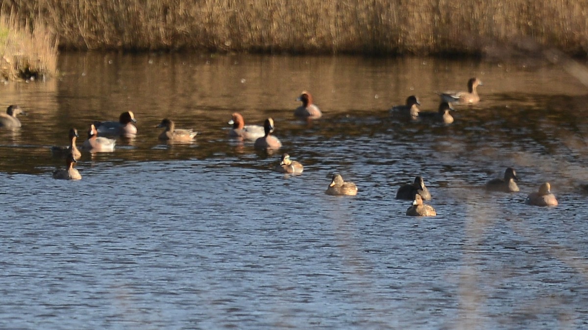 Baikal Teal - ML632040760