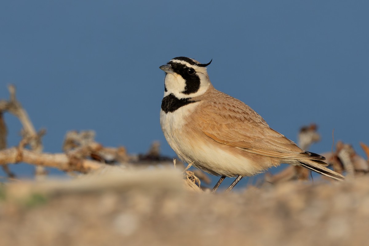 Temminck's Lark - ML632040774