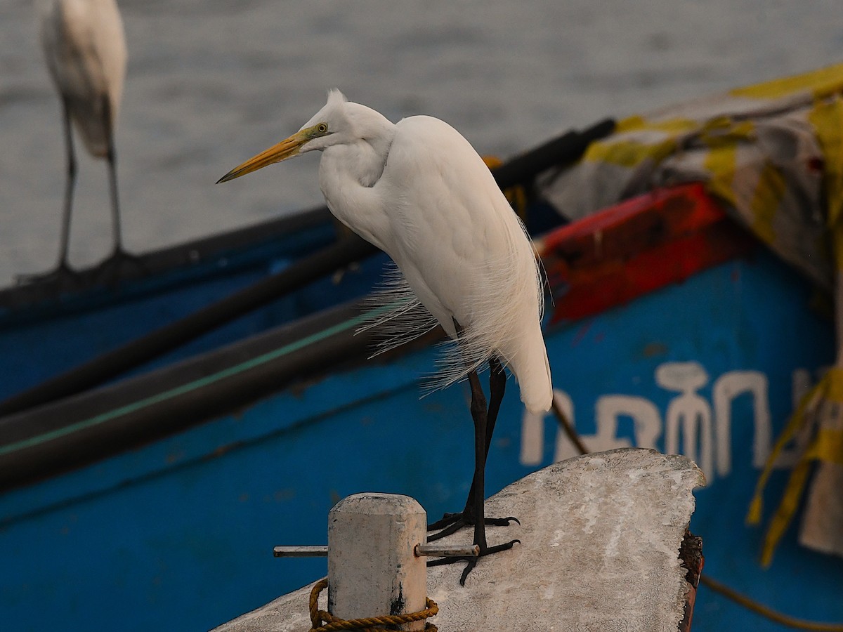Great Egret - ML632040874