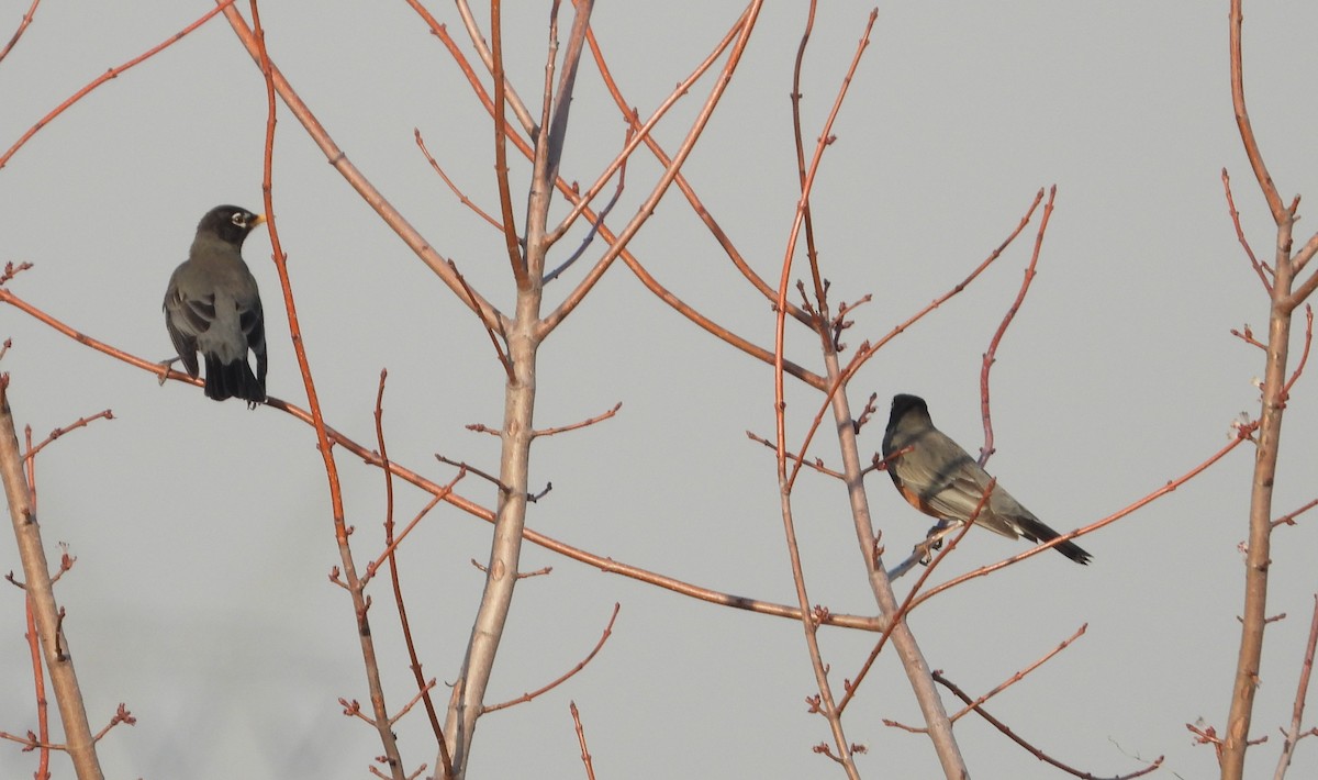 American Robin - ML632040936