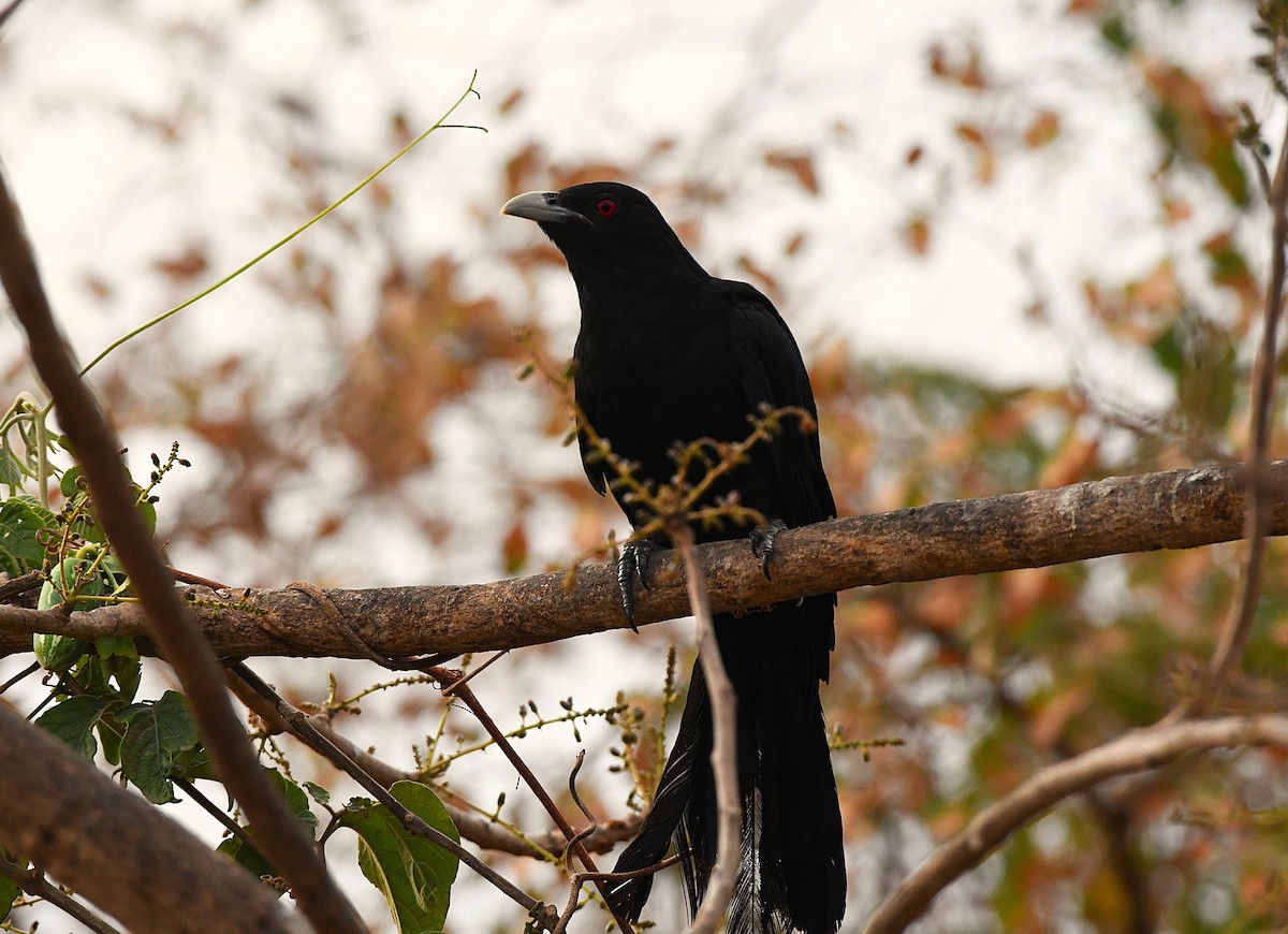 Asian Koel - ML632041047