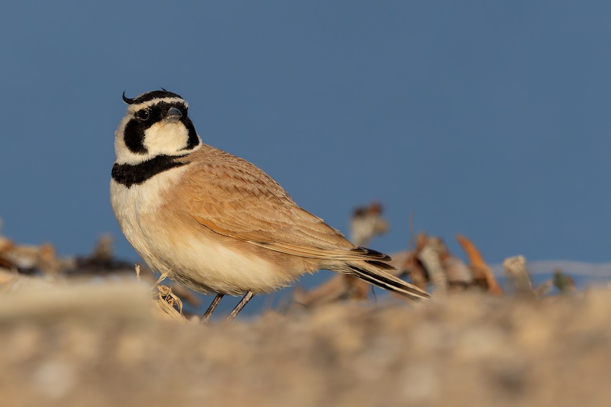 Temminck's Lark - ML632041105