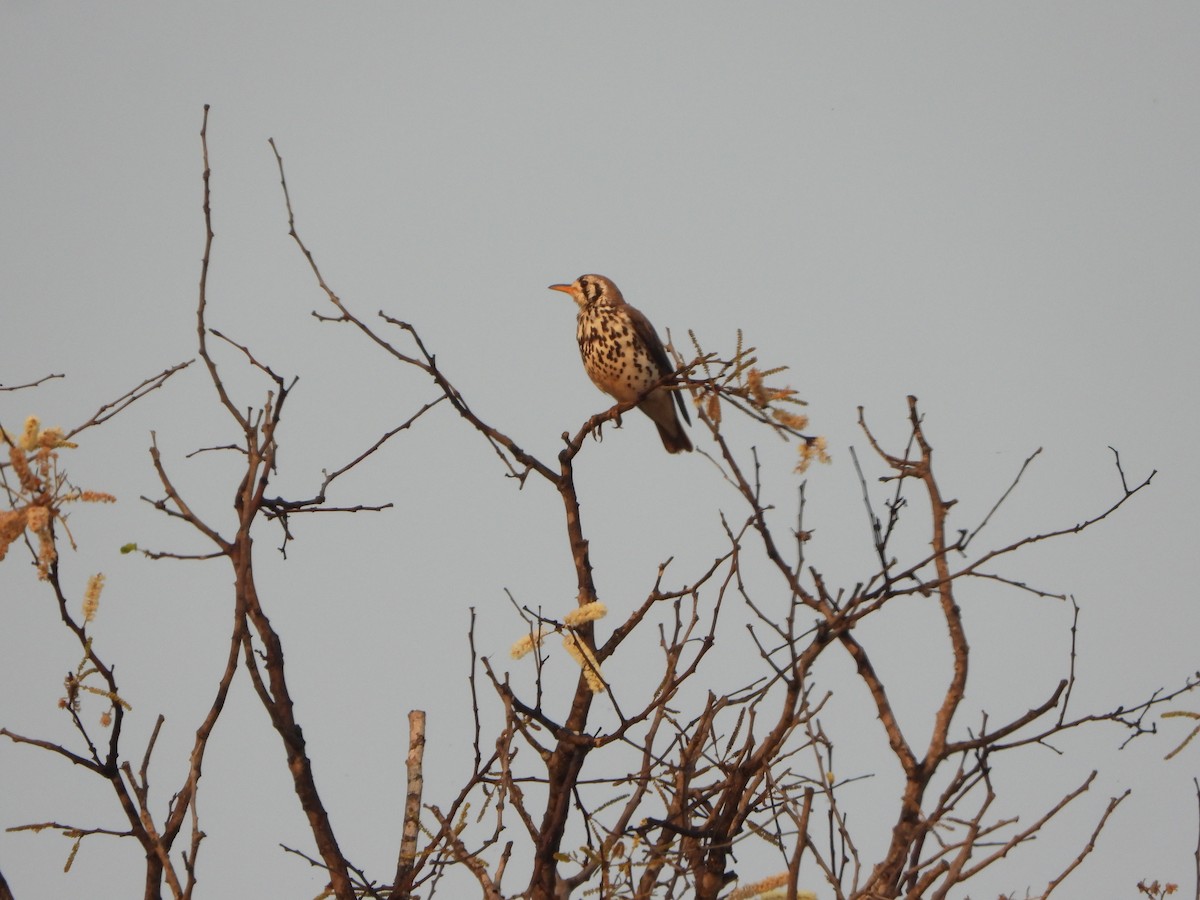 Groundscraper Thrush - ML632041227