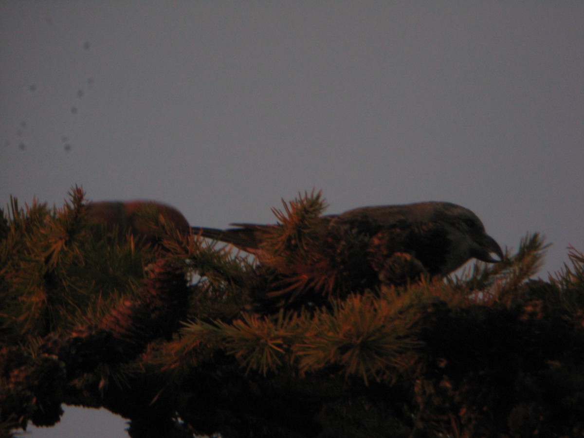 Red Crossbill - ML632041260