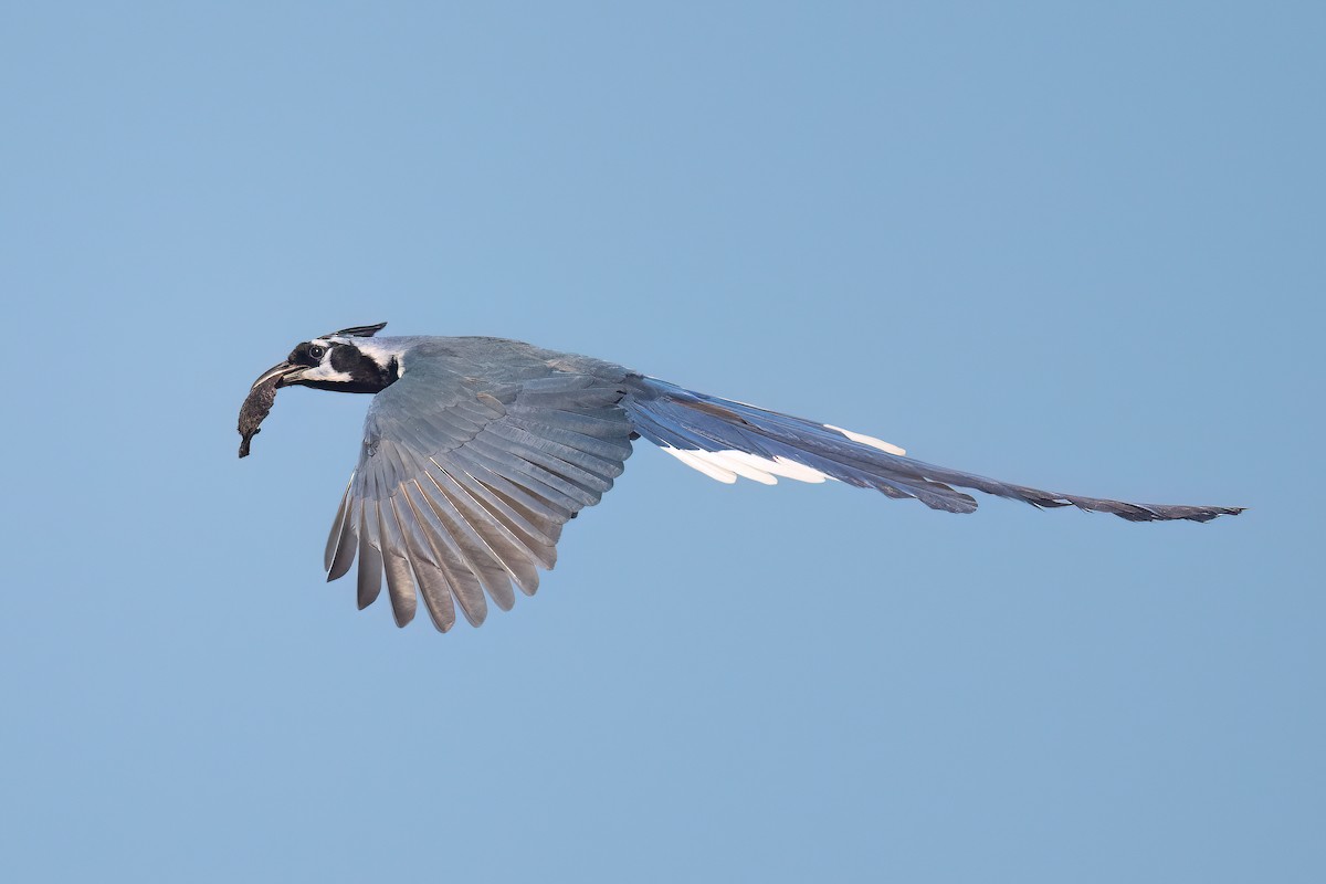 Black-throated Magpie-Jay - ML632041777