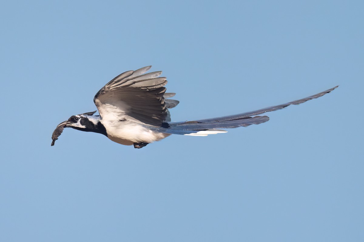 Black-throated Magpie-Jay - ML632041778