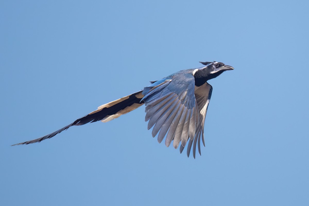 Black-throated Magpie-Jay - ML632041779