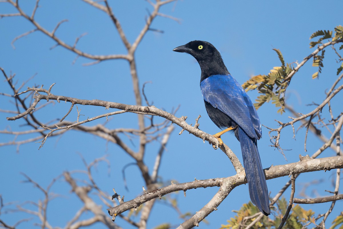 Purplish-backed Jay - ML632041783