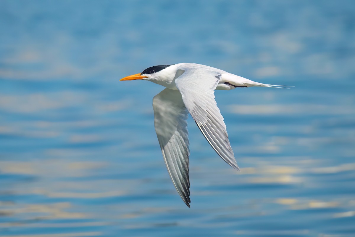 Royal Tern - ML632041807