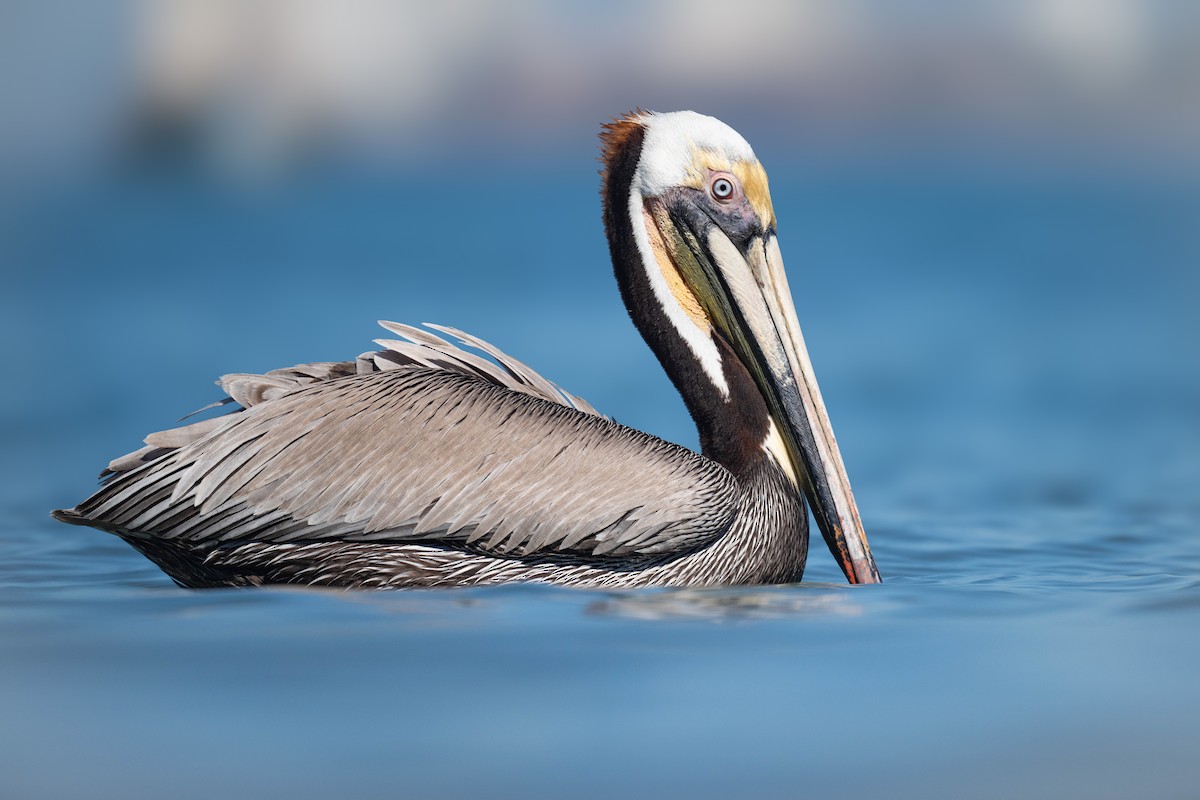Brown Pelican - ML632041816