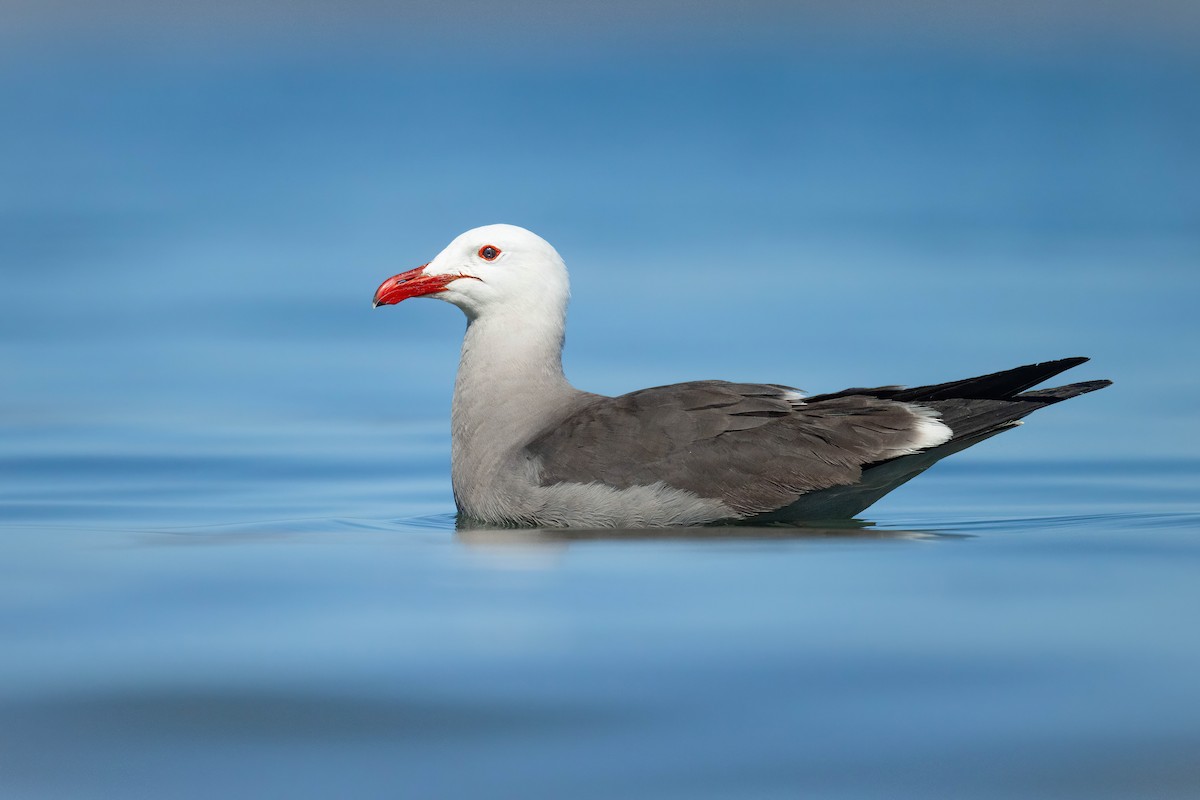 Heermann's Gull - ML632041822