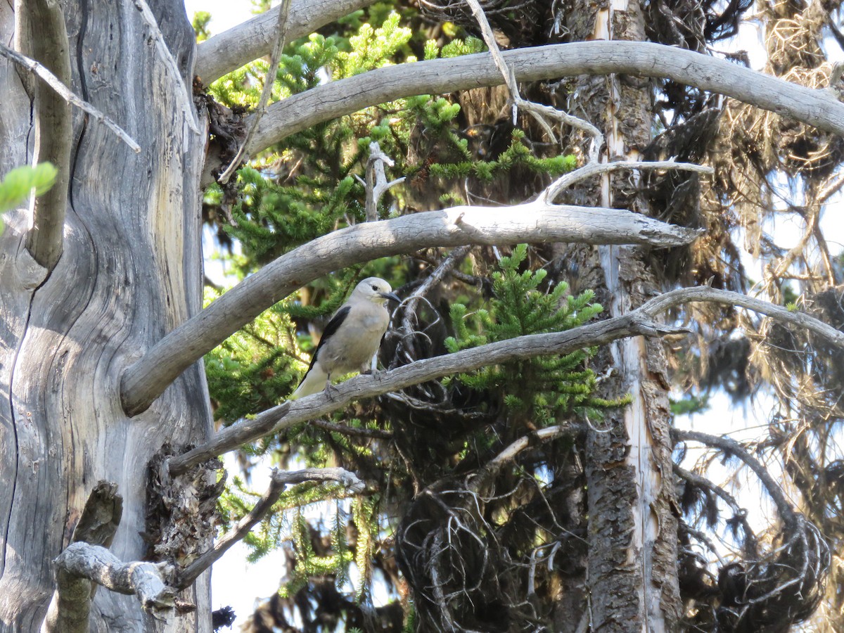 Clark's Nutcracker - Dave Slager