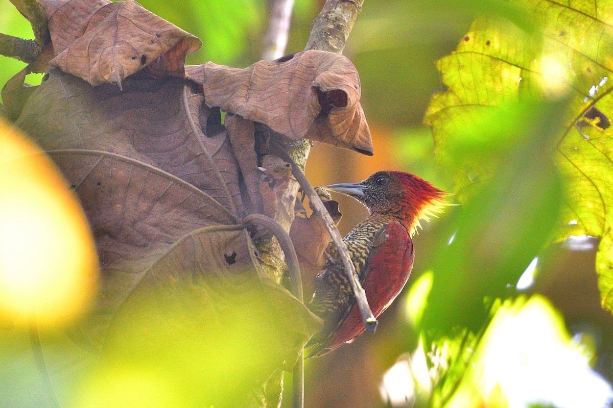 Banded Woodpecker - ML632042290