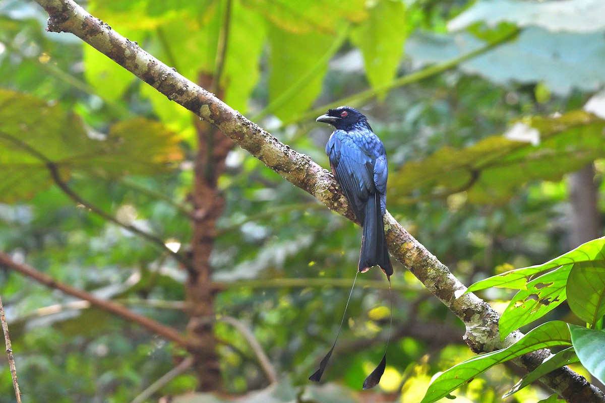 Greater Racket-tailed Drongo - ML632042298