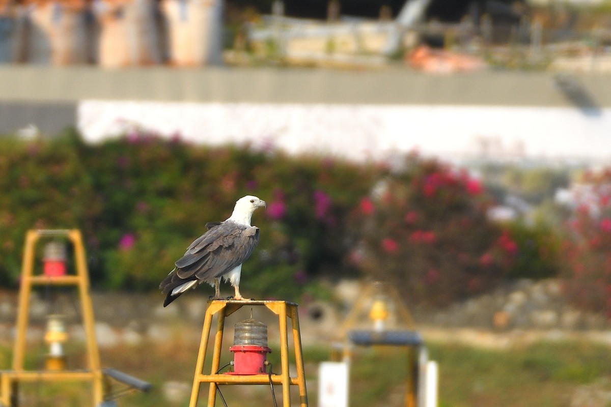 White-bellied Sea-Eagle - ML632042308