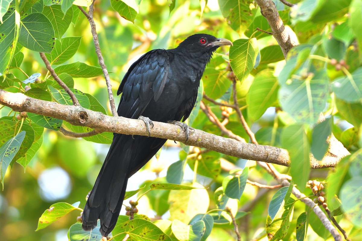 Asian Koel - ML632042319