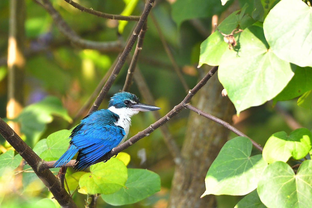 Collared Kingfisher - ML632042356