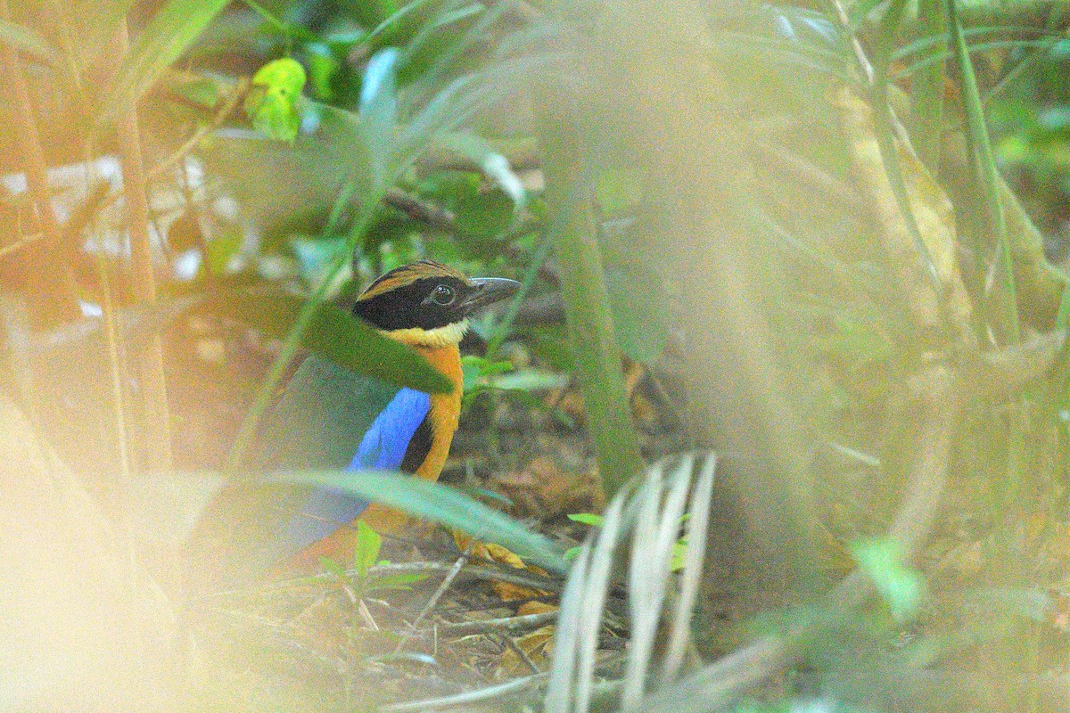 Blue-winged Pitta - ML632042379