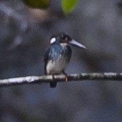 Malaysian Blue-banded Kingfisher - ML632042387