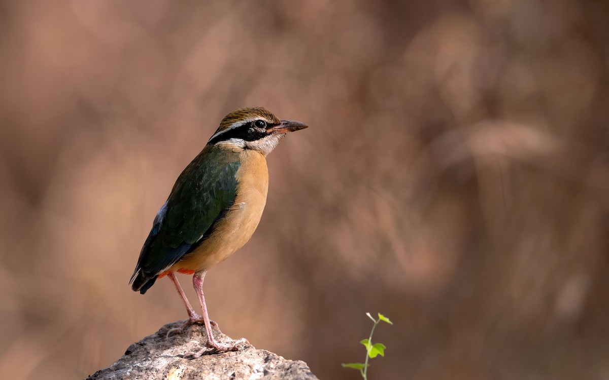 Indian Pitta - ML632042408