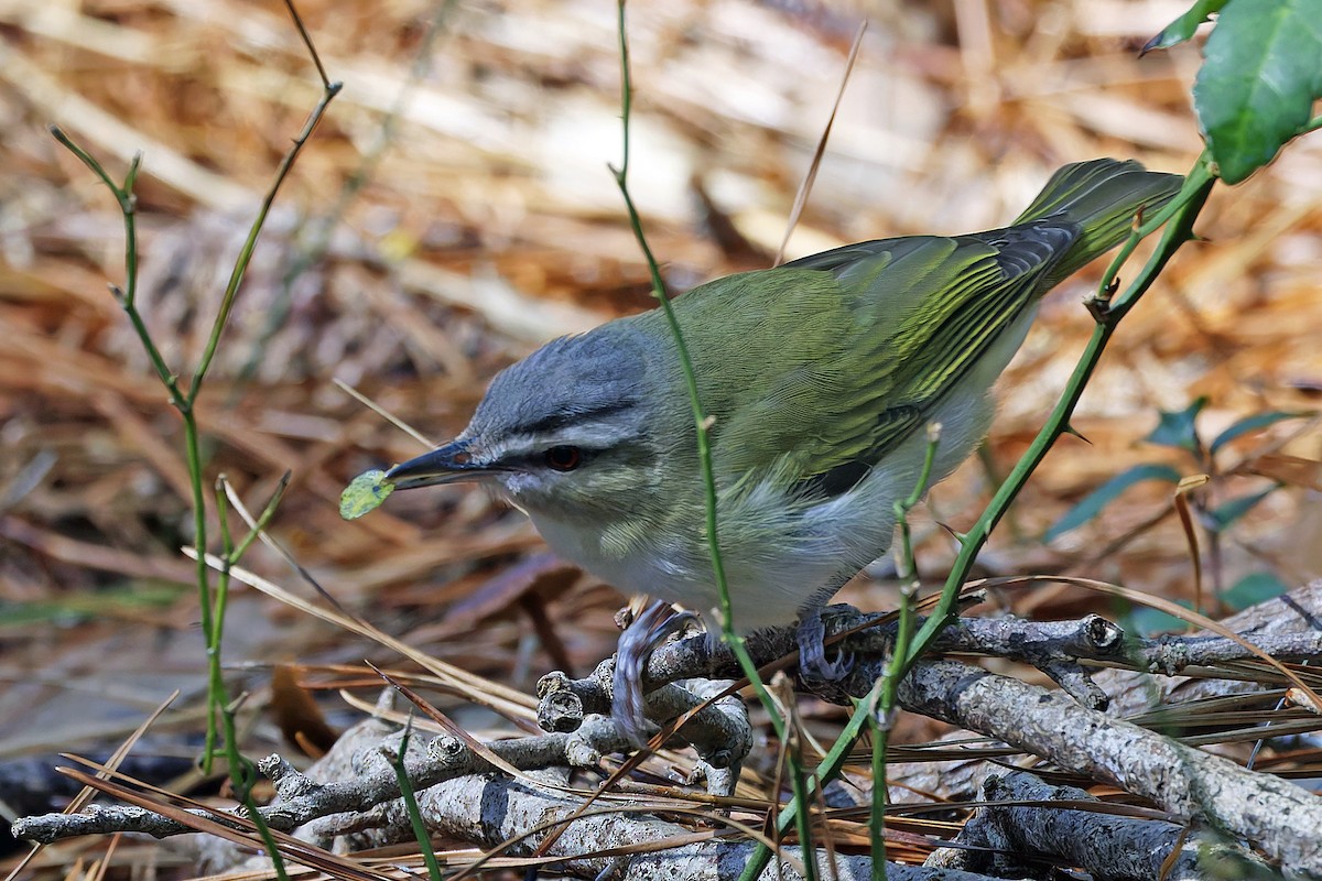 rødøyevireo - ML632042413