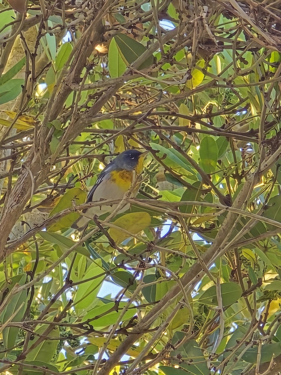 Northern Parula - ML632042428