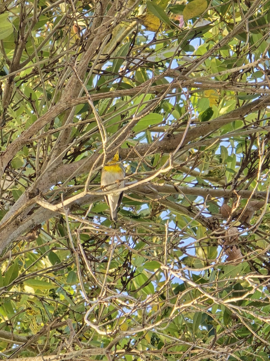 Northern Parula - ML632042429