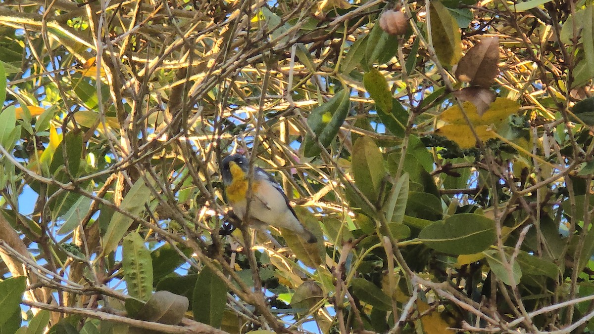 Northern Parula - ML632042447