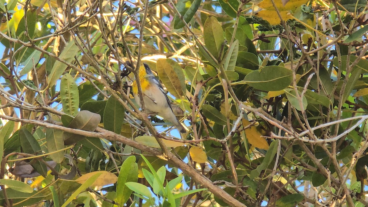 Northern Parula - ML632042448