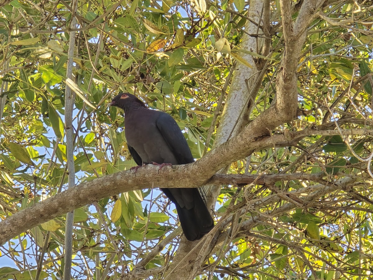 Scaly-naped Pigeon - ML632042472