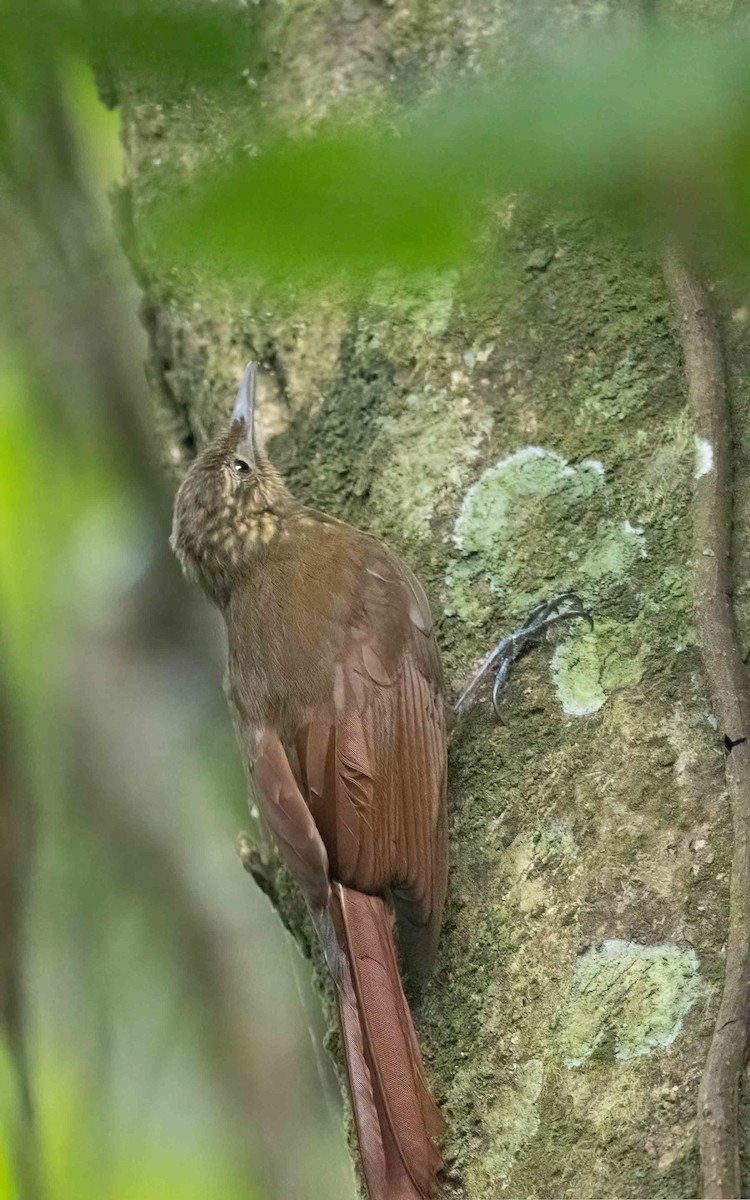 Piping Woodcreeper - ML632042706