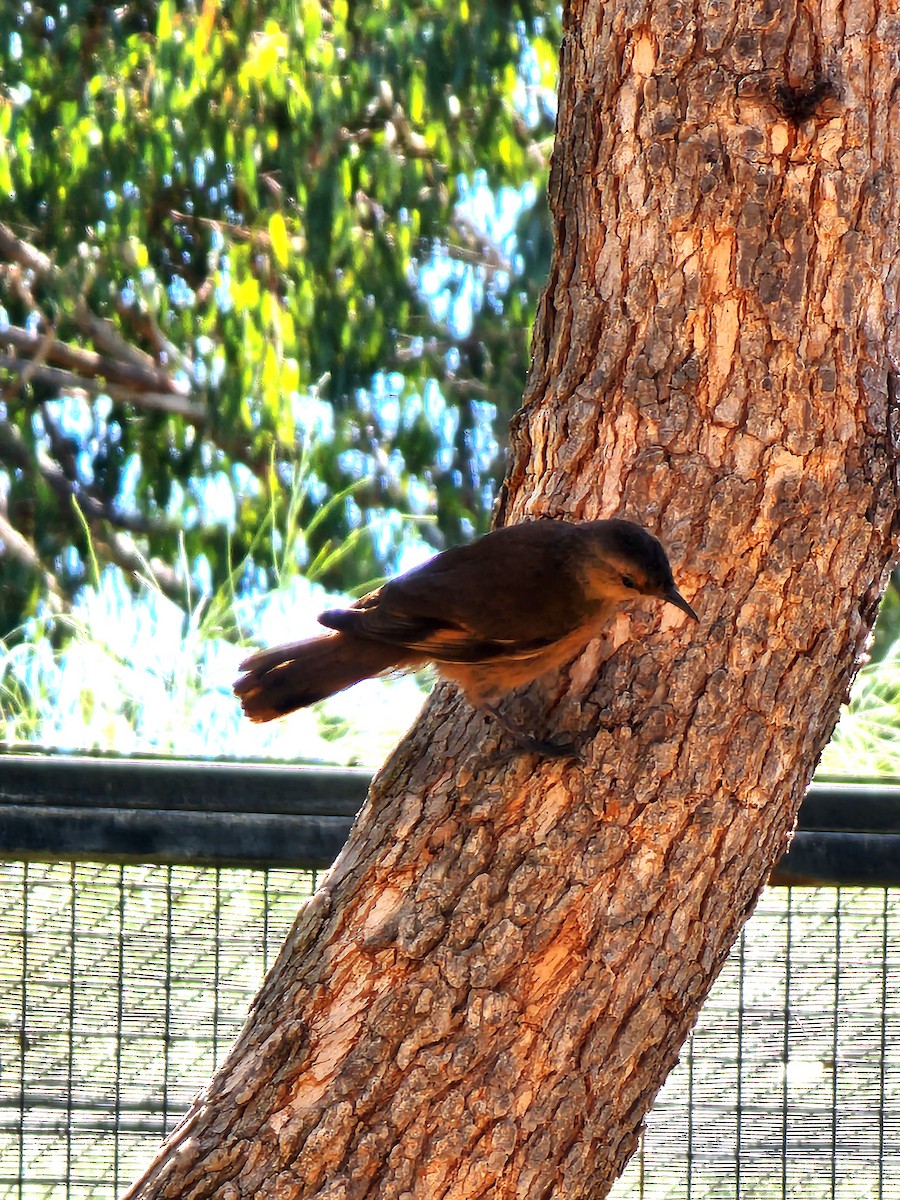Rufous Treecreeper - ML632042764