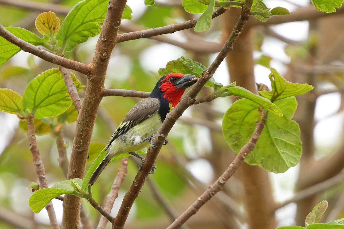Black-collared Barbet - ML632042903