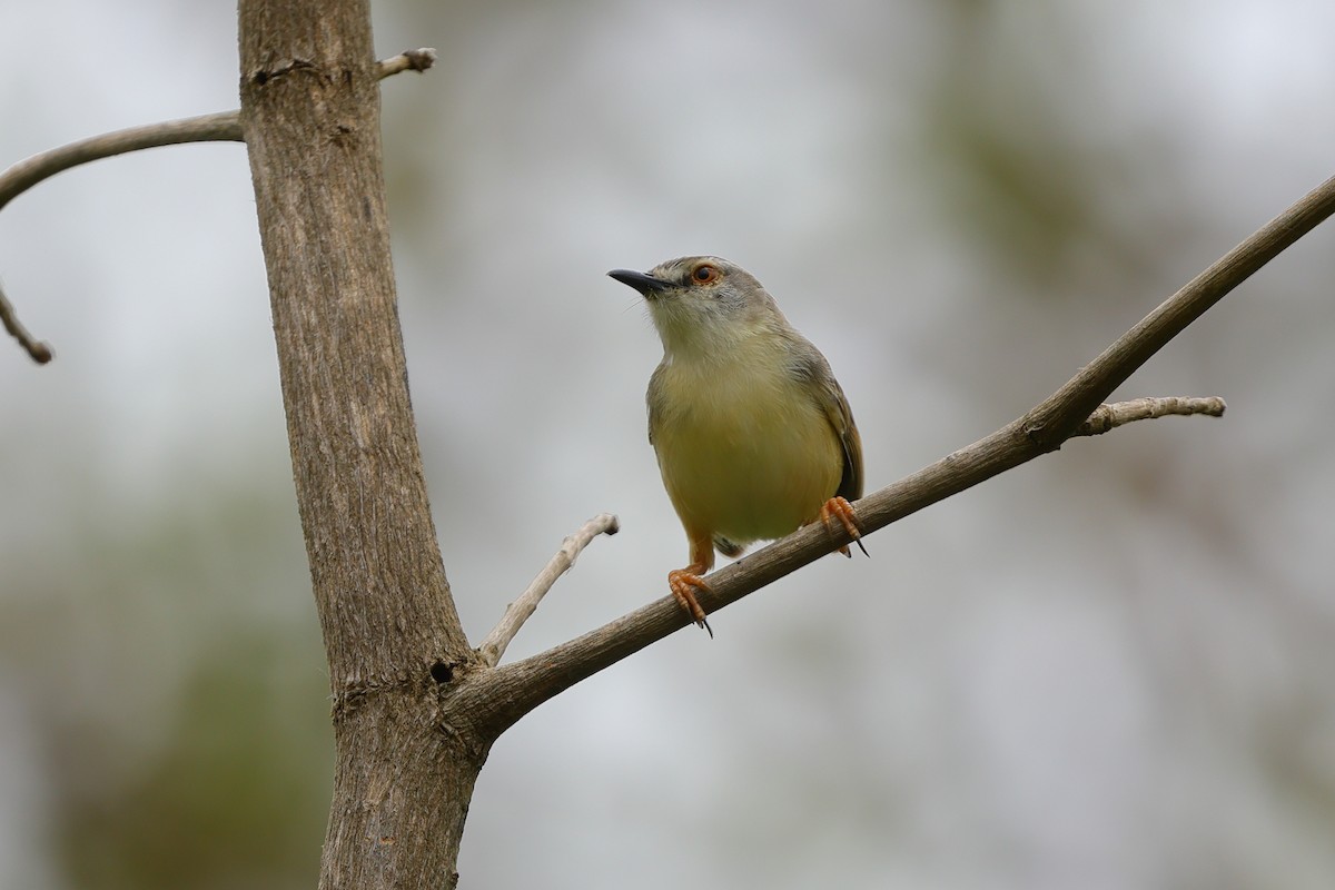 Prinia Modesta - ML632043002