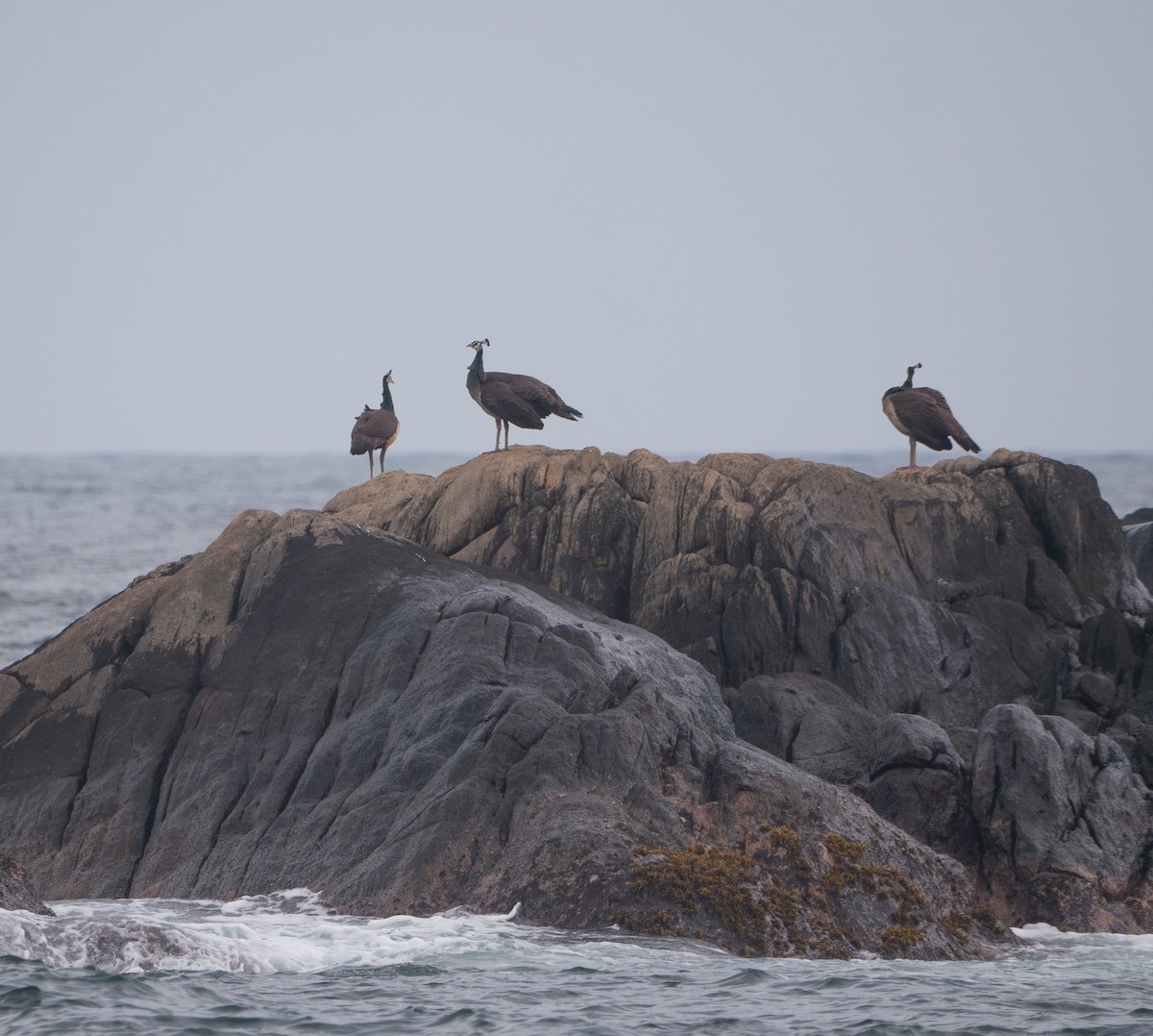 Indian Peafowl - ML632043171