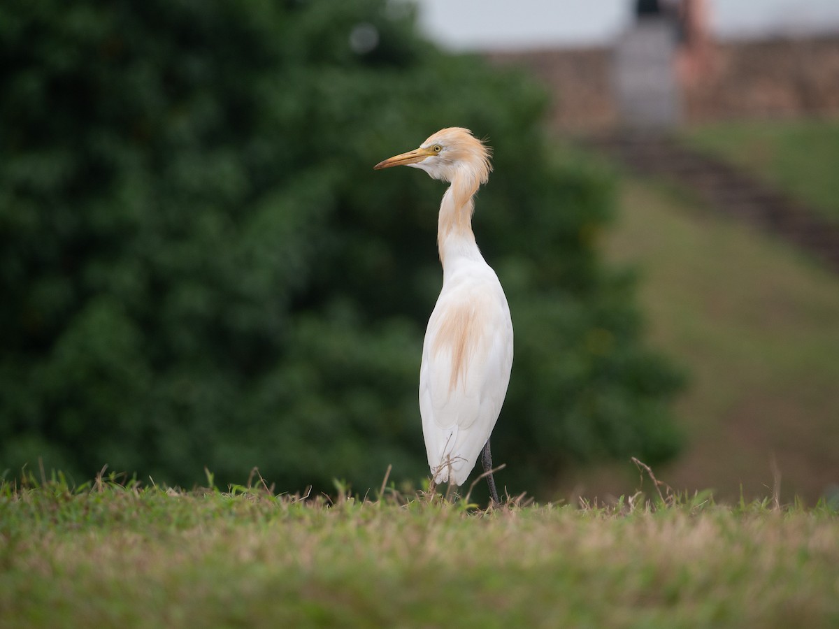 Eastern Cattle-Egret - ML632043196