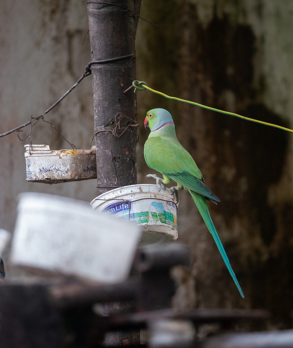 Rose-ringed Parakeet - ML632043199
