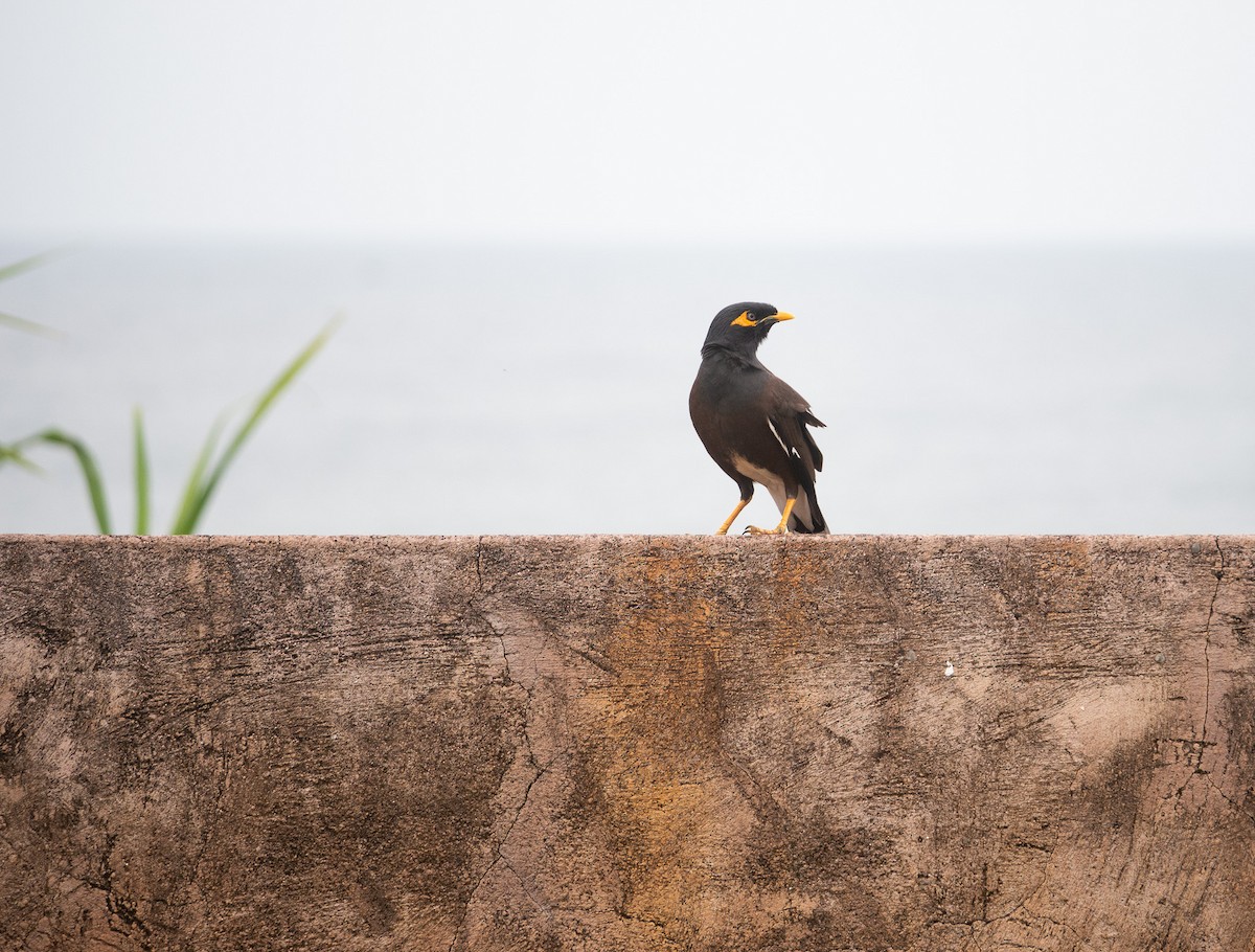 Common Myna - ML632043204