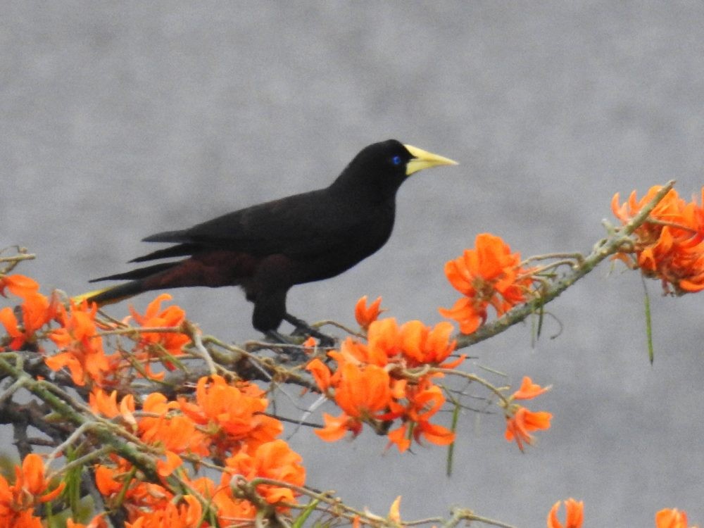 Crested Oropendola - Fernando Nunes