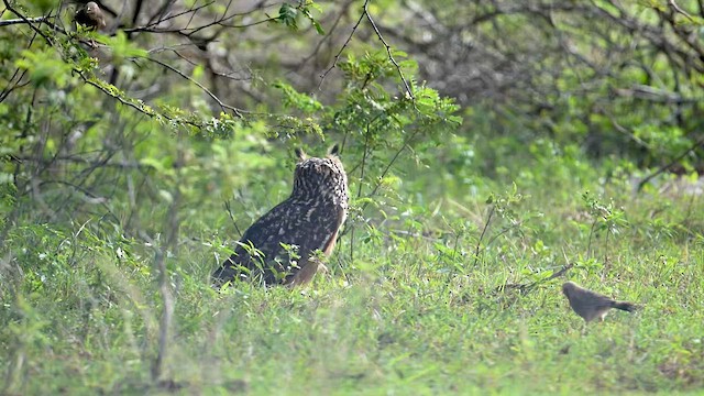 Rock Eagle-Owl - ML632043738