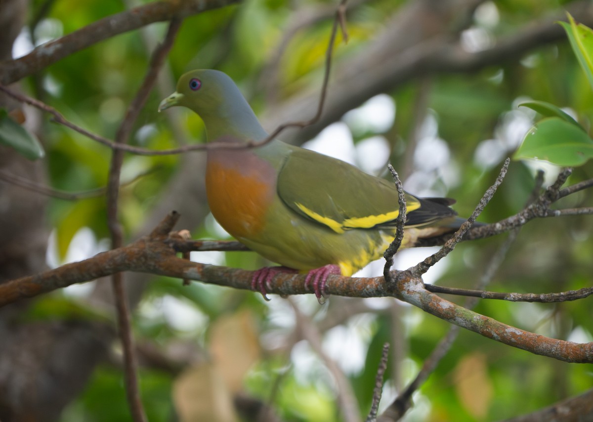 Orange-breasted Green-Pigeon - ML632043926