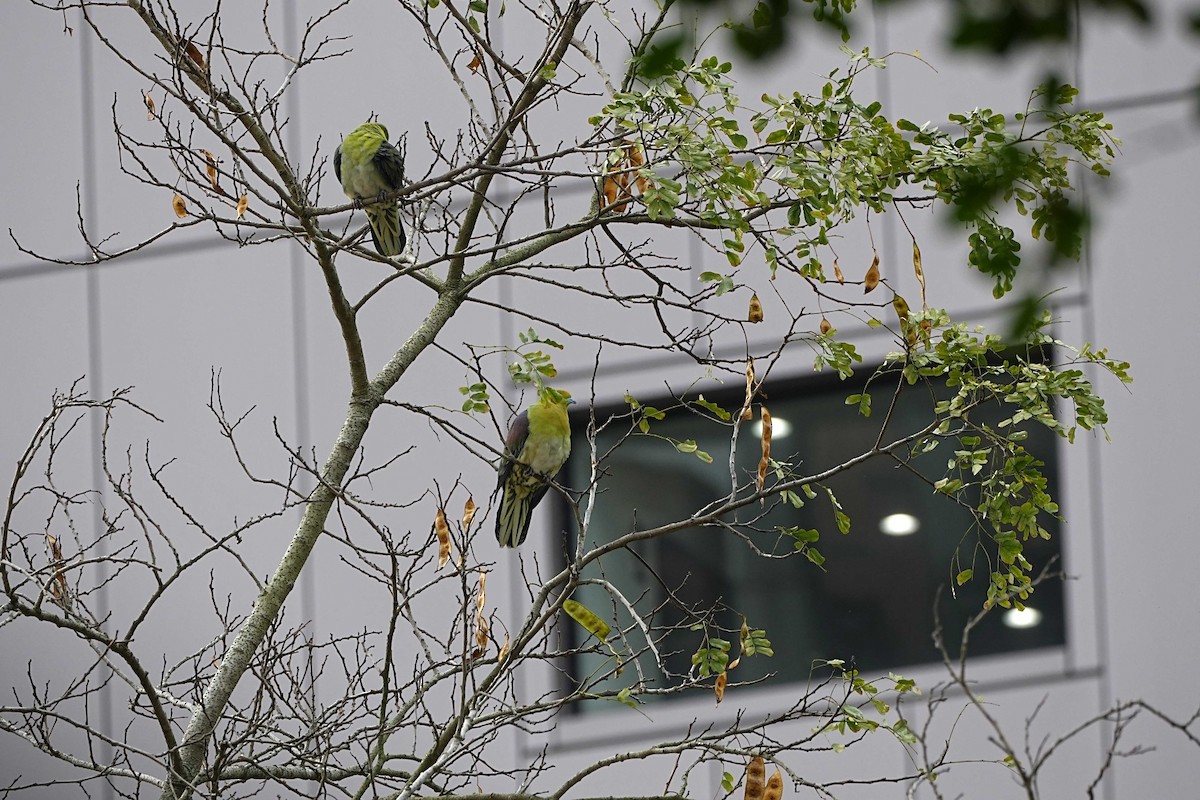 White-bellied Green-Pigeon - ML632044062