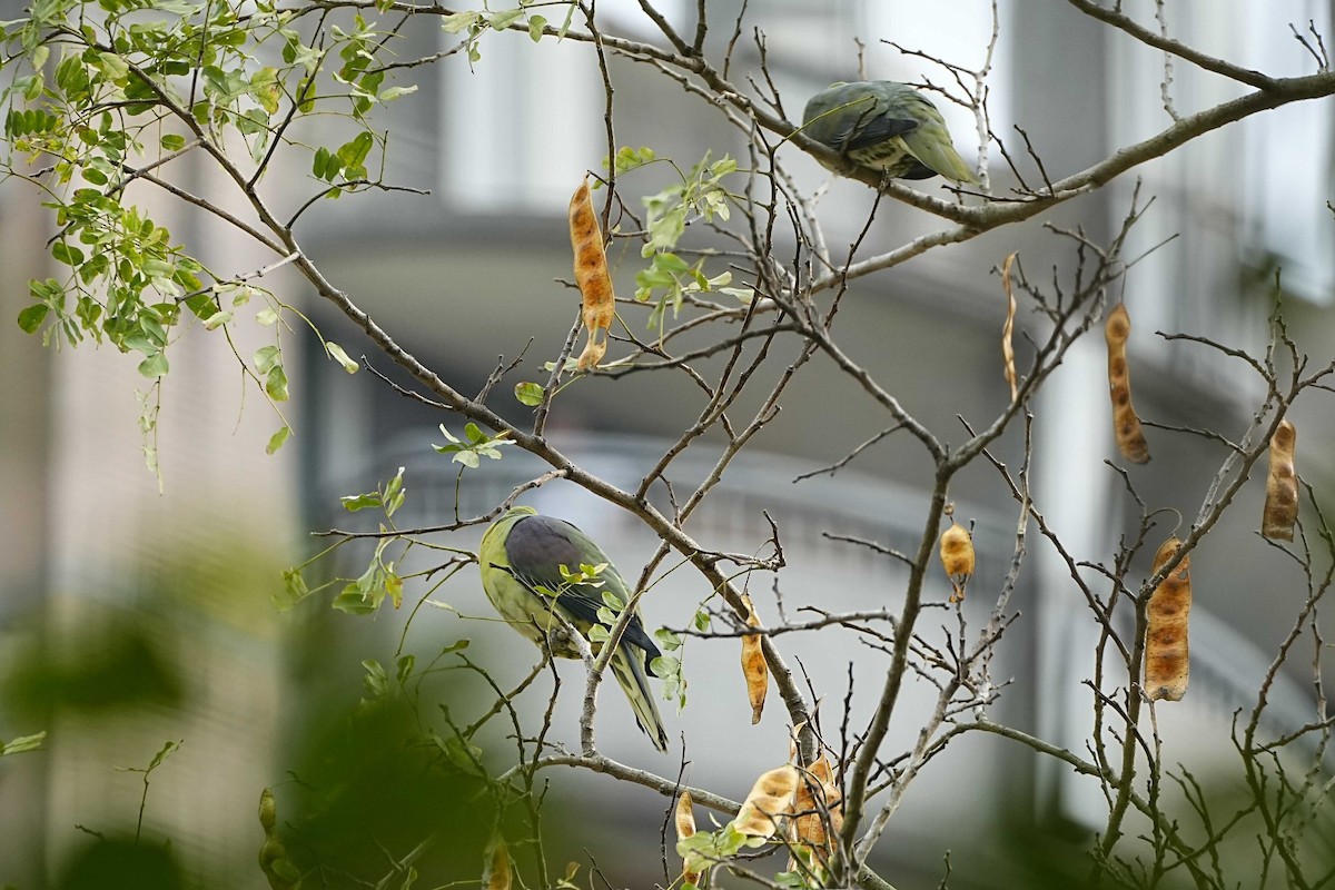 White-bellied Green-Pigeon - ML632044063