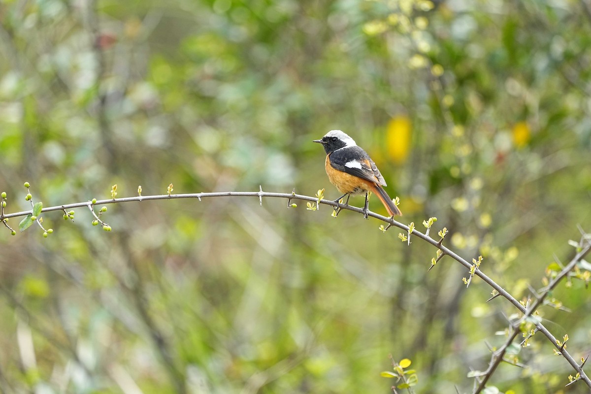 Daurian Redstart - ML632044098