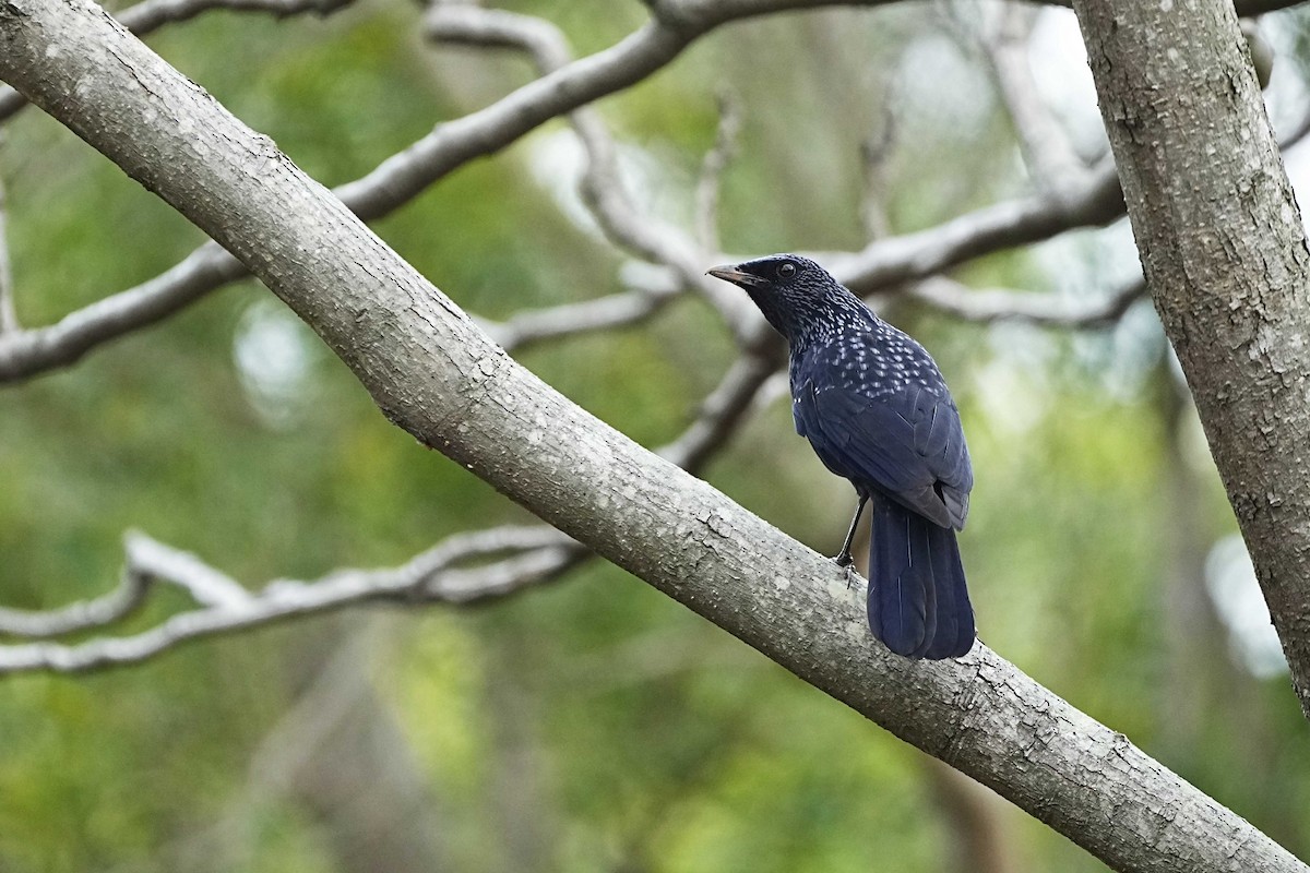 Blue Whistling-Thrush - ML632044101