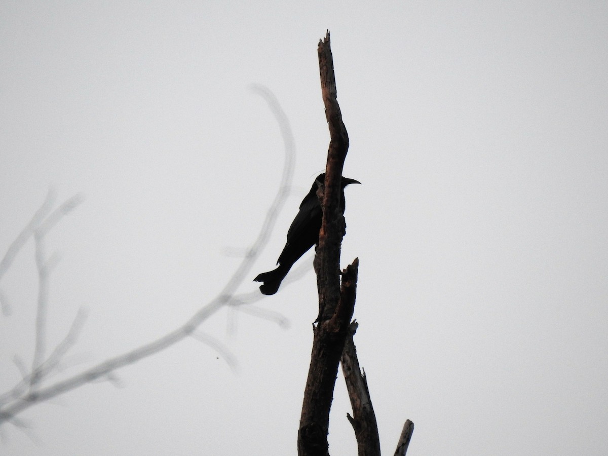 Hair-crested Drongo - ML632044111