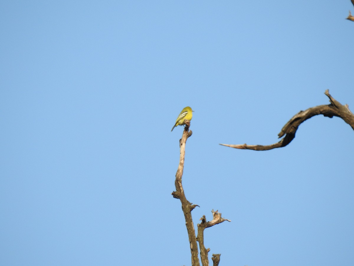 Common Iora - ML632044170
