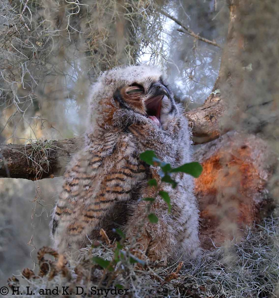 Great Horned Owl - ML632044466