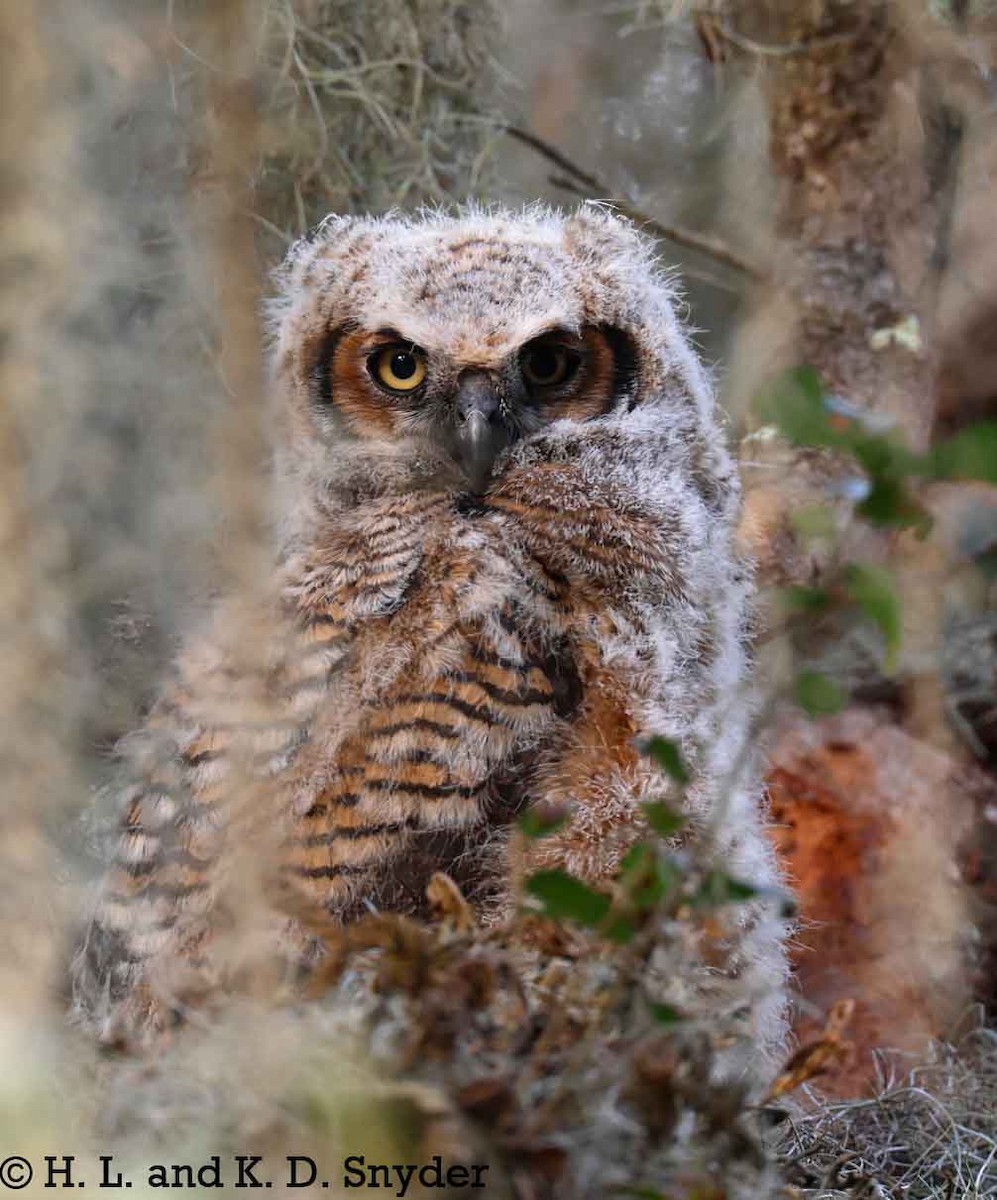 Great Horned Owl - ML632044467