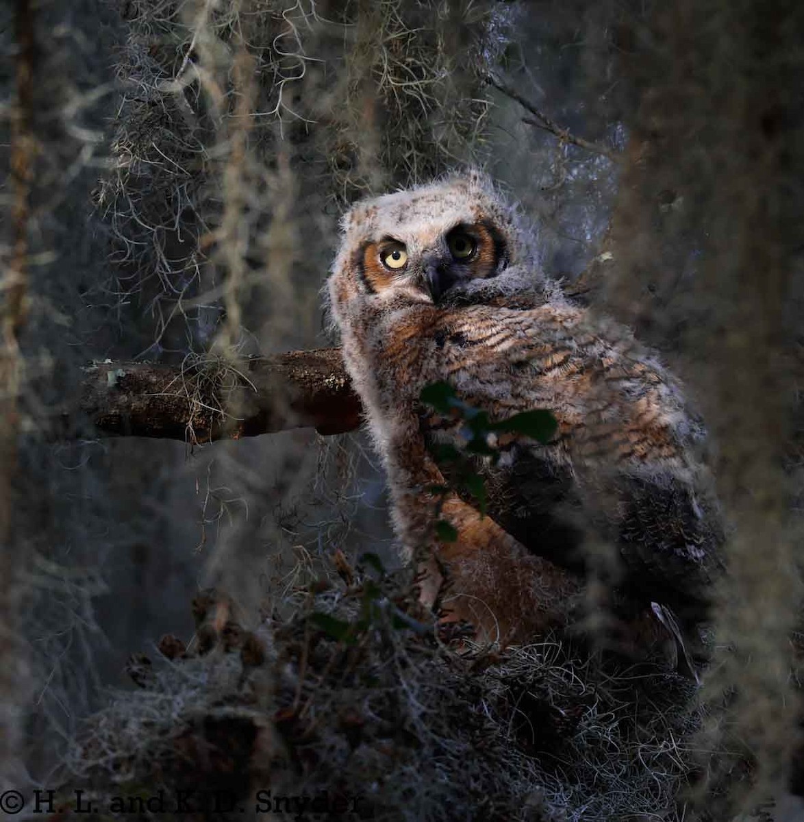 Great Horned Owl - ML632044468